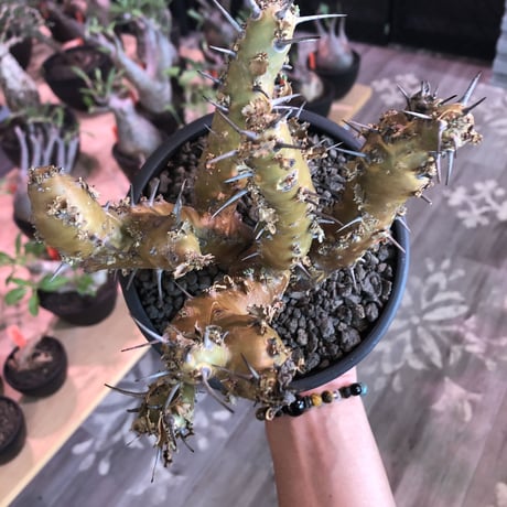sarcocaulon crassicaule《 大きめL size》※極太且つ多枝振りなwild強刺‼︎美大輪の白花が堪らない‼︎最高枝振りbalance※mad black bowl pot植え
