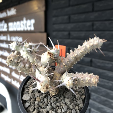 sarcocaulon crassicaule《M  size》※現地球発根済株※店主国内管理2年株※個体差でより鋭い赤味ある強刺に縮れ葉＆白花のギャップ萌えする良樹形※mad black pot植え