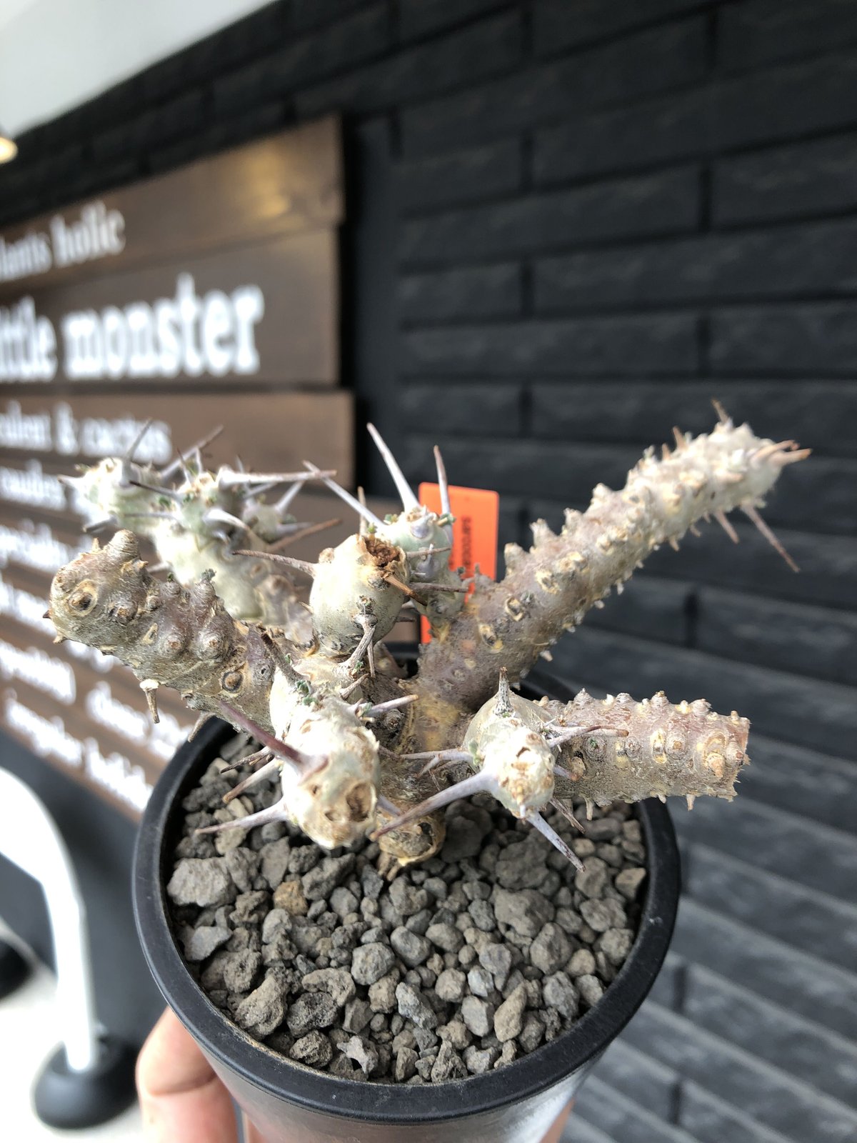 sarcocaulon crassicaule《M size》※現地球発根済株※店主国内管理