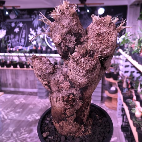 xerophyta  trichophylla《L size》※最強靭株‼︎再来‼︎　限定1株　※mad black pot植え