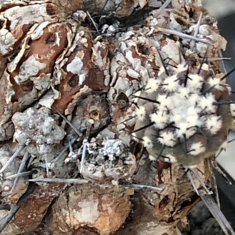 copiapoa cinerea 黒王丸《M size》※現地球発根後店主国内管理21年株※極上‼︎全身から生命力感じる木質ミイラ化した極上株※mad black bowl pot植え