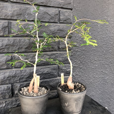 opercullicarya   decaryi《littmon seed 🌱4年株》mad black pot植え