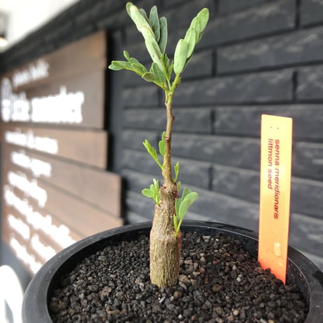 senna  meridionalis《 SS size》littmon seed🌱※小振りながら大切に育てた成長楽しみ可愛いセンナ（限定3株）※mad black pot植え