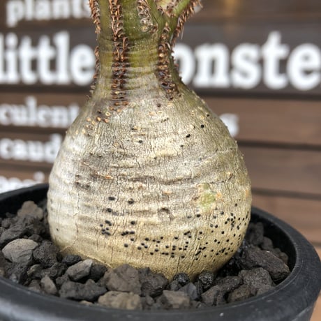 pachypodium  gracilius《大きめS size》まん丸ぼってり樹形※現地球発根済株※店主国内管理2年株※可愛すぎるまん丸樹形＆表皮美肌が堪らない※mad black pot植え