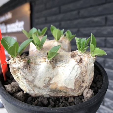 pachypodium  brevicaule恵比寿笑い《M size》※現地球発根後店主国内管理3年株※現地球らしい肌を持つ手乗りサイズ感※mad black bowl pot植え