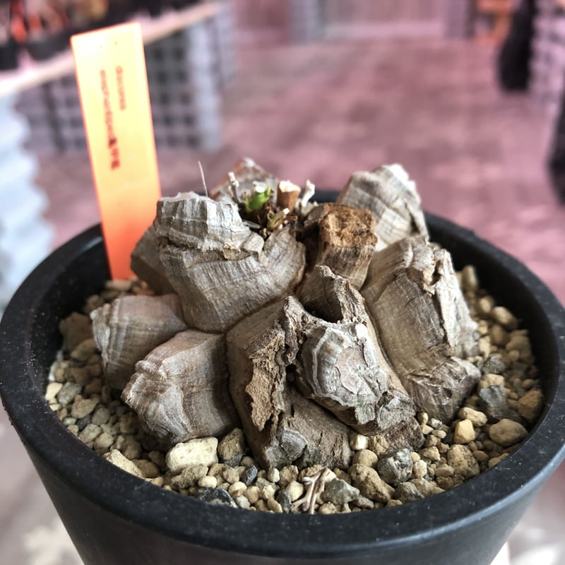 discorea elephantipes アフリカ亀甲竜《M size》※現地球発根済株‼︎ 