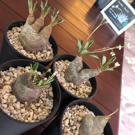 euphorbia    fish bone《S  size》おススメ株