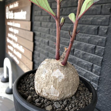 adenia goetzei《大きめL size》360度球体株※現地球発根後店主国内管理5年株※極球体株の上、通常よりも太い茎を持つwild且つ美しい一株※mad black bowl pot植え