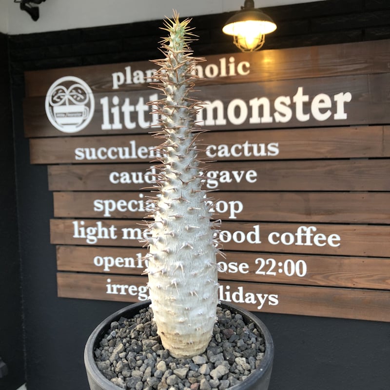 pachypodium ambongense《L size》驚愕激希少種※現地球発根済株