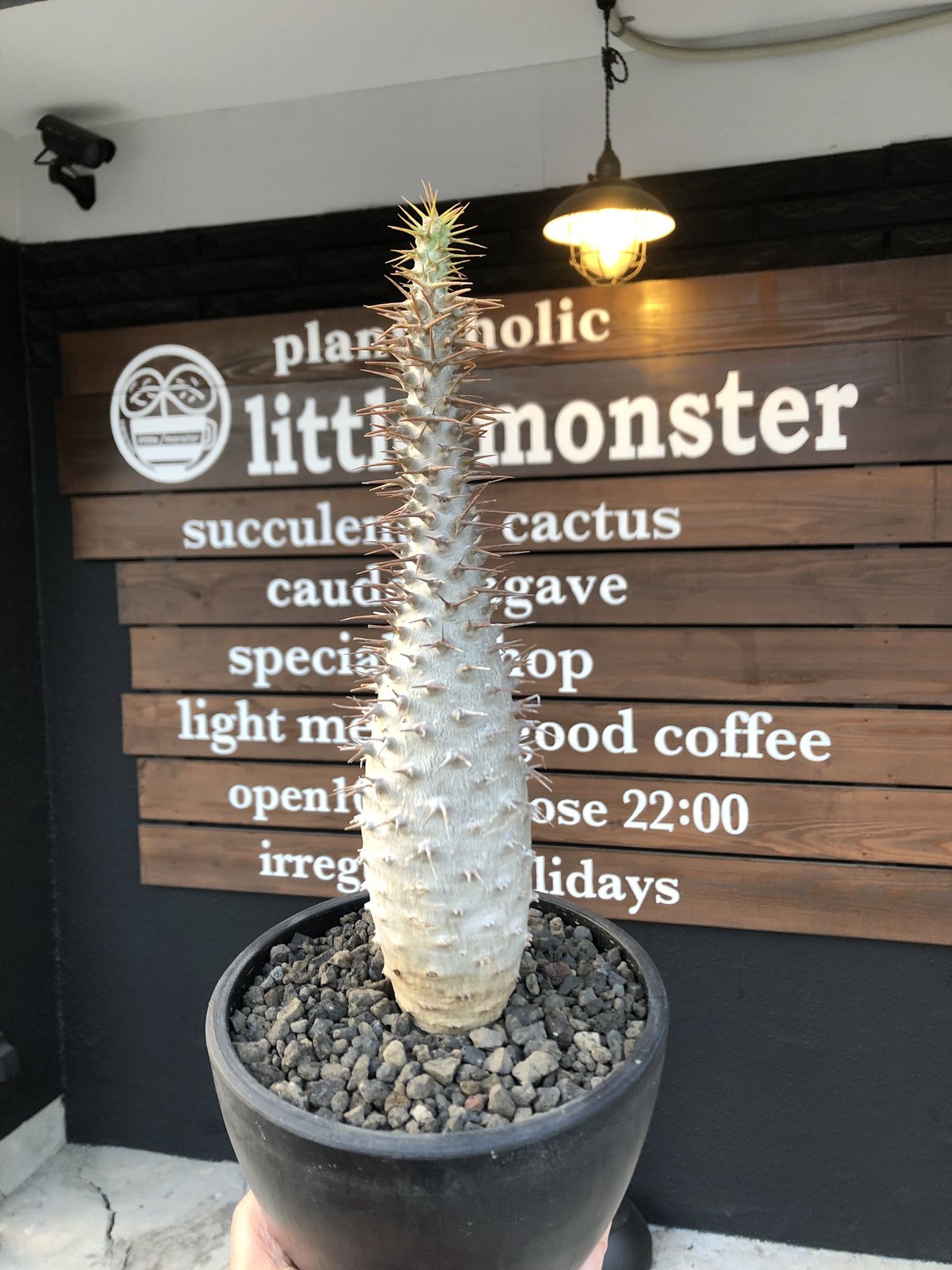 pachypodium ambongense《L size》驚愕激希少種※現地球発根済株※店