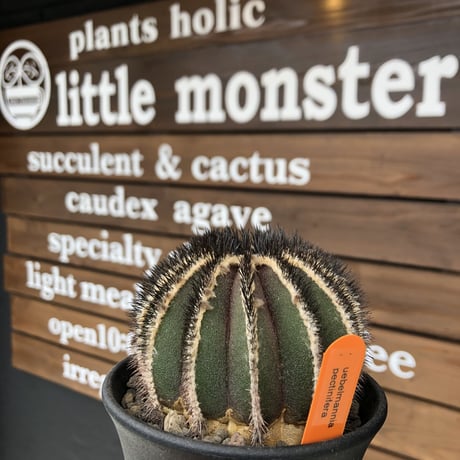 uebelmannia   pectinifera《極美大株》