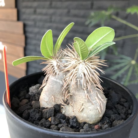 packypodium    roslatum var. eburneum（S size）現地球   発根済み株