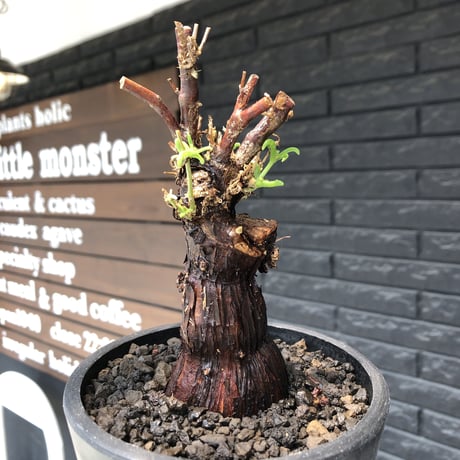 mestoklema tuberosum《M size》※現地球発根後店主国内管理4年株※compact且つ絶妙な纏まり良き良樹形‼︎冬季も動く唯一無二な希少灌木※mad black pot植え