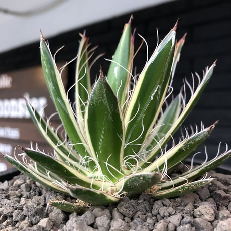 agave filifera ssp.schidigera班入り《M size》※現地球発根後店主国内管理2年株※大変美しくそして締まり良き一株‼︎※mad black bowl pot植え