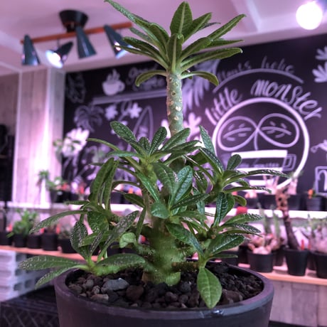 希少 dorstenia   gigas《大きめM size》littmon  seed🌱5年株※17本枝を出しぼってり株元＆良樹形balanceの将来有望ギガス※mad black pot植え