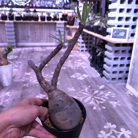packypodium  gracilius《M size》※現地球株  発根済み株‼︎  （限定10株）