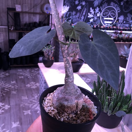 adenia    stylosa《M  size》 発根済み株  恐竜の卵の様な表皮が堪らない