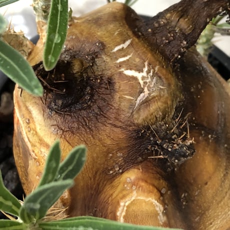 pachypodium gracilius《L size》※現地球株発根済（店主所有株）※360度現地焼け表皮&360度胴吹き枝を持つ唯一無二過ぎる渾身の一株※mad black bowl pot植え