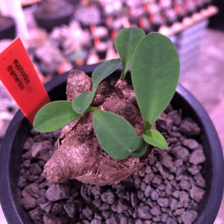 euphorbia  itremensis 《S size》まん丸株※現地球発根済株※店主国内管理2年株※個体差激しい樹形とmad感な表皮‼︎まん丸さが堪らない※mad black pot植え
