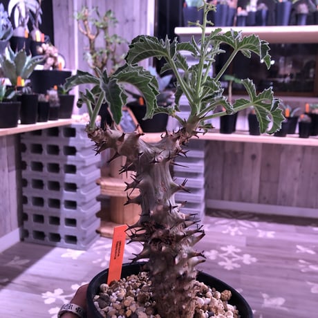 《jatropha  fissispina》希少株‼︎
