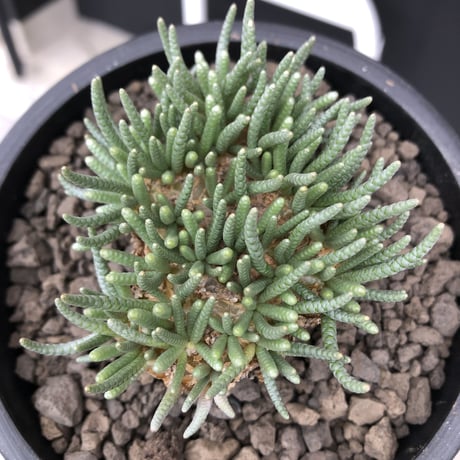 avonia   alstonii《XL size》※現地球発根済株※店主国内管理12年株※年代物且つ驚愕big株‼︎二度と手に入らないサイズ感な激オススメ株‼︎※ mad black pot植え