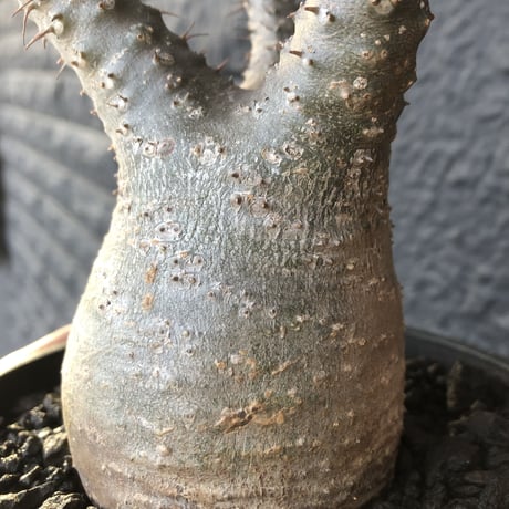 packypodium   gracilius《S size》
