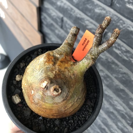 pachypodium gracilius《大きめM size》極ぼってり低重心樹形&現地焼け肌※現地球発根後店主国内管理4年株※丸みも強く極めて低重心ぼってり樹形※mad black pot植え