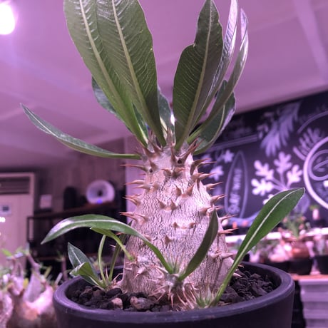 packypodium  horombense  littmon seed🌱《L size》※たっぷり水飲み年月をかけ作り込んだ特大リトモン実生ホロン‼︎※オススメ株※mad black pot植え
