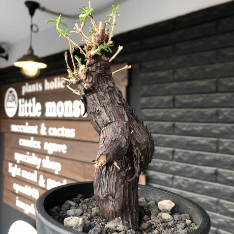 mestoklema tuberosum《大きめM size》※現地球発根後店主国内管理5年株※味深き表皮にバランス良く絶妙な捻くれ樹形の冬動く希少灌木※mad black pot植え