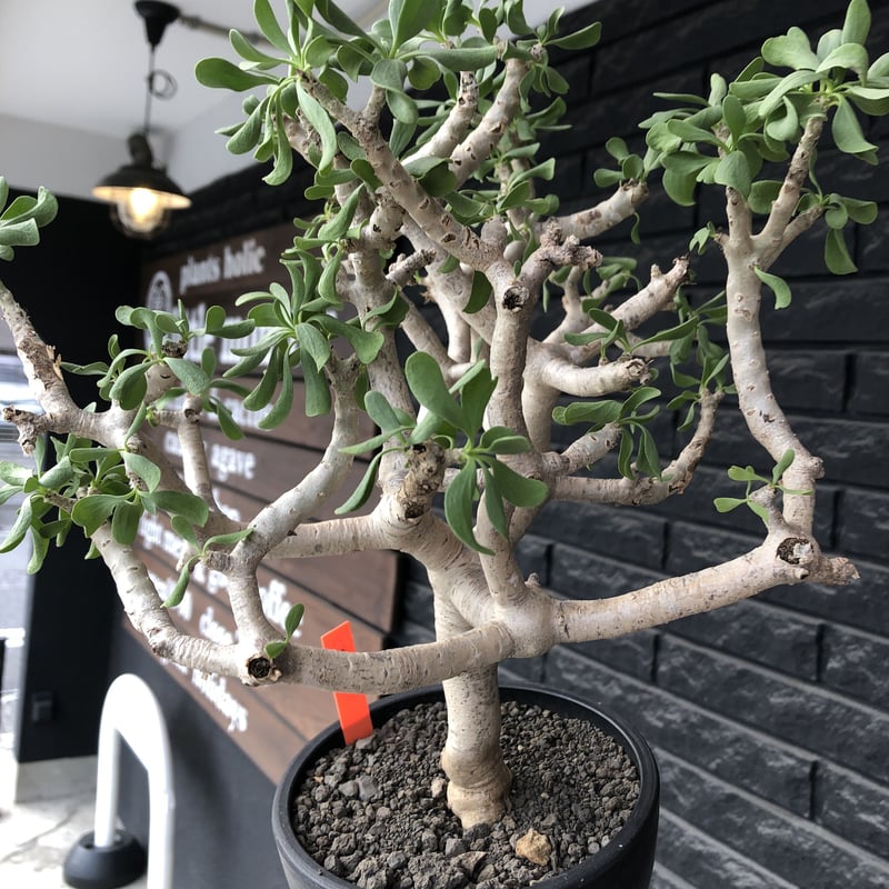 othonna furcata《XL size》大株最高樹形※現地球発根後店主国内管理10年