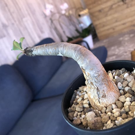euphorbia     ramena