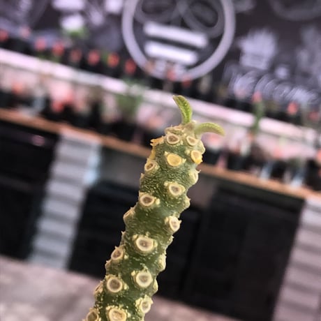 希少‼︎dorstenia   gigas《L size》※発根済株※太め株元&半端なき枝振りにweightの低さが堪らない最高品質な一株※mad black bowl pot植え
