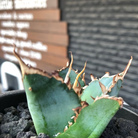 agave titanota  白鯨陽炎type《S size》※現地球株発根済 ②※唸り良き鋸歯に幅広肉厚タイプ※black pot植え