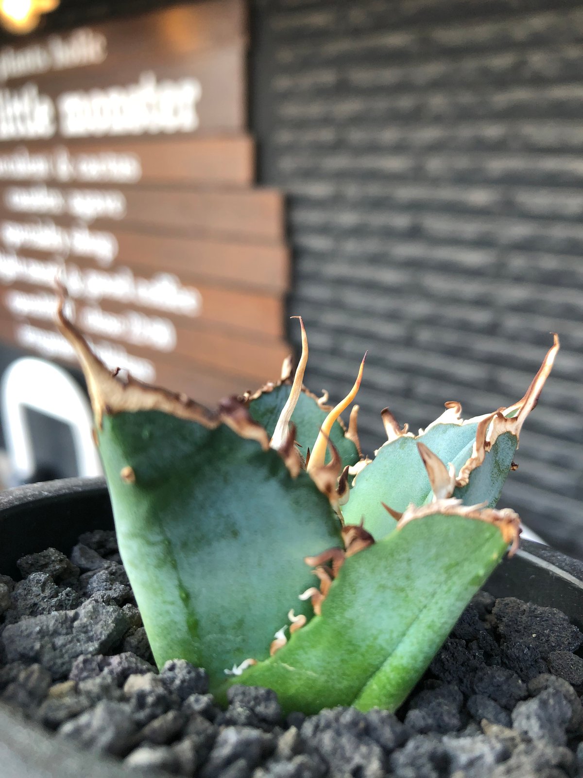 agave titanota 白鯨陽炎type《S size》※現地球株発根済 ②※唸り良き