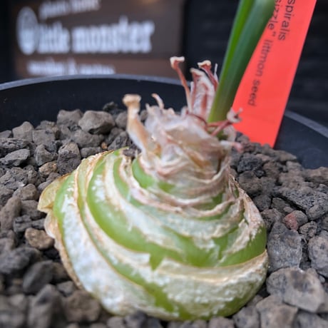 albuca spiralis cv.frizzle sizzle《L size》※littmon seed株※より強くカールが出る良きサイズなフリズルシズル‼︎※black bowl pot植え