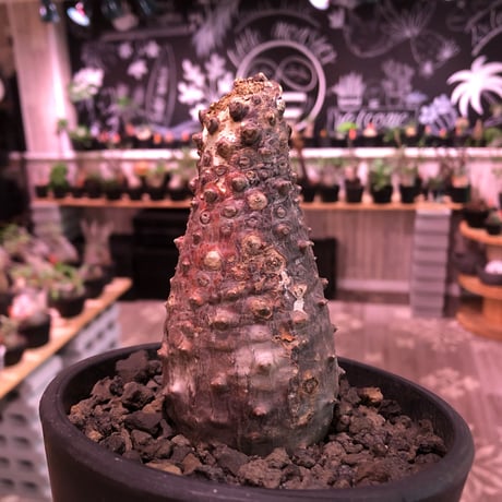 euphorbia   pachypodioides《大きめM size 》※ボコボコ肌＆個体差の赤肌ぼってり樹形‼︎葉の表がグリーンで葉裏色と紫花な魅力的‼︎※mad black pot植え
