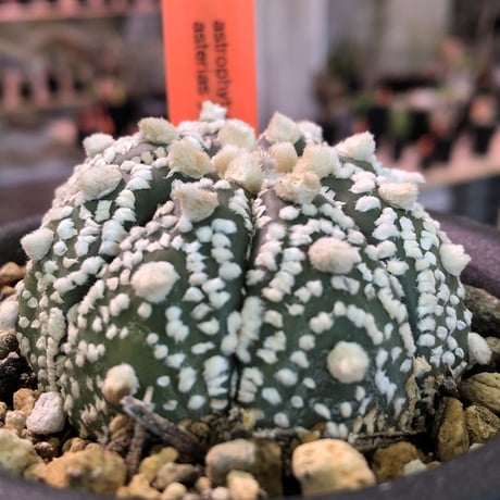 astrophytum   asterias 《兜丸》M size