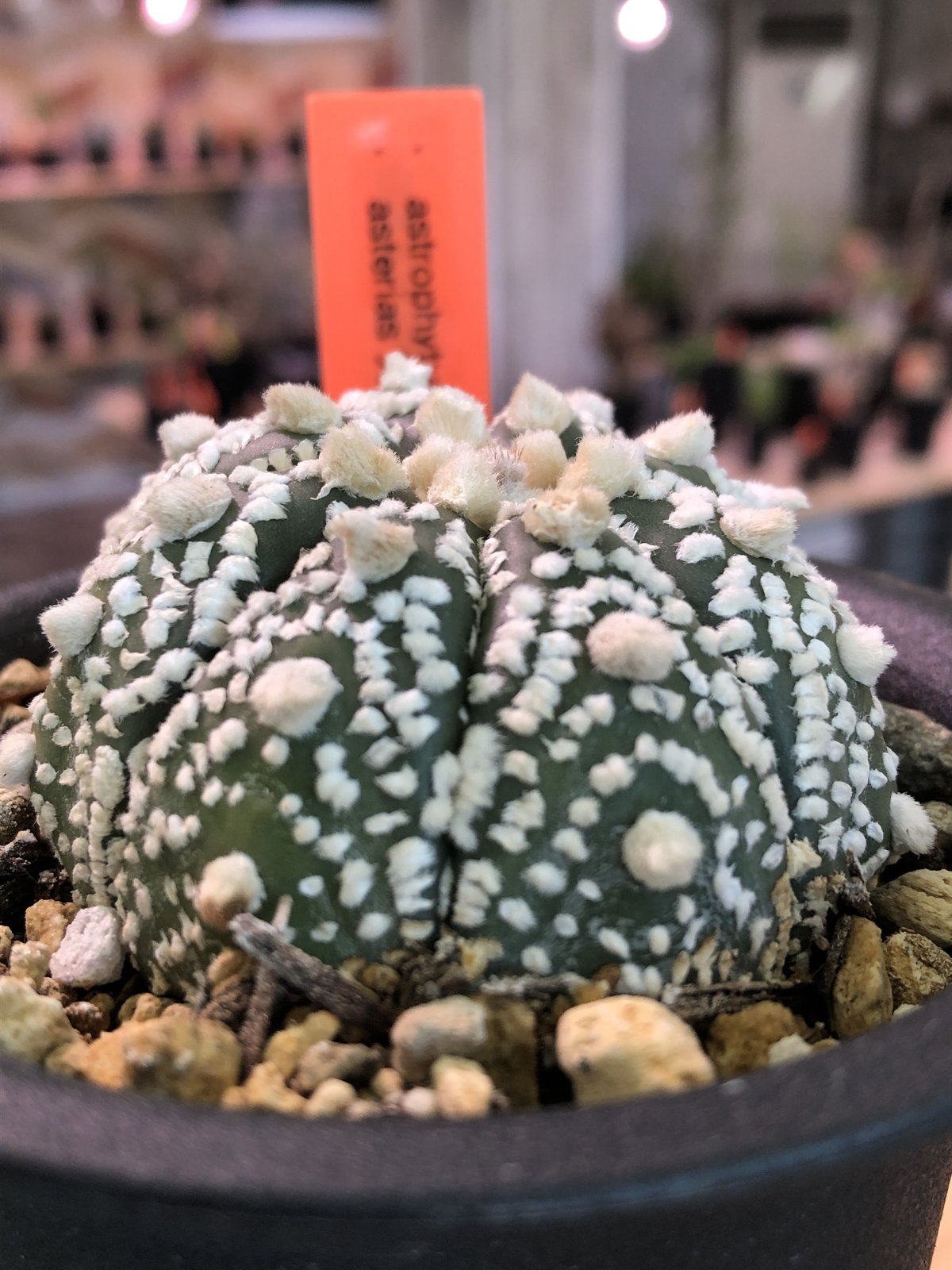 astrophytum asterias 《兜丸》M size | plants holi