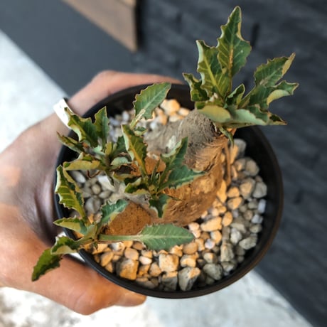 euphorbia    fish bone《M size》