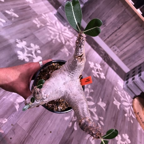 packypodium    cactipes《L  size》発根済み株‼︎  株幅&balance最高株‼︎