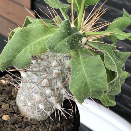 pachypodium namaquanum 光堂《大きめL size》littmon seed🌱※中々見かけないはずのサイズ感と美しい極白肌が堪らない一株※mad black pot植え