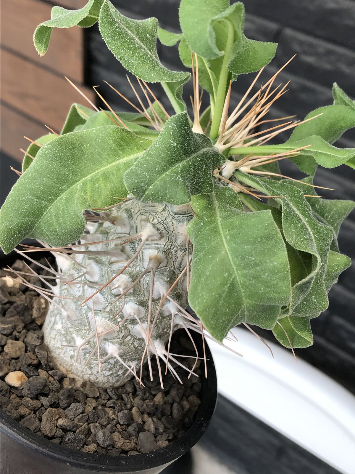 pachypodium namaquanum 光堂《大きめL size》littmon see pachypodium namaquanum 光堂《大きめL size》littmon see
