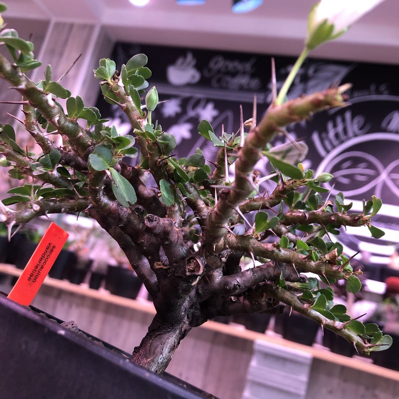 sarcocaulon vanderietiae《L size》※サルコカウロン 希少夏型
