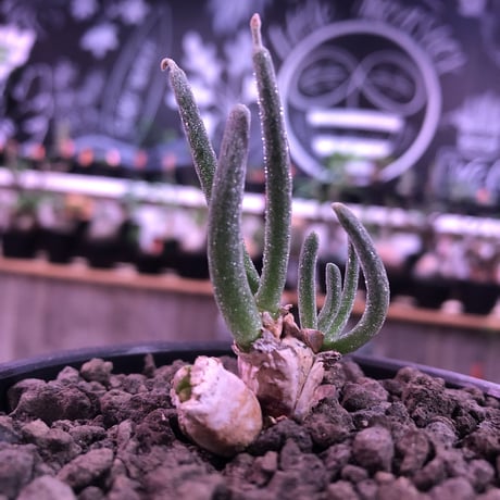 monilaria   pisiformis《SS  size》※現地球発根済株※モニラリア属　（最上位激希少種）※冬型caudex‼︎   ※mad black bowl pot植え