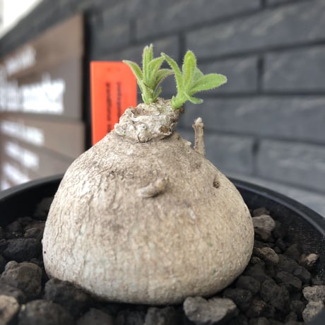 pentagonanthus grandiflorus ssp.glabrescens《M size 》※現地球発根後店主国内管理2年株※激希少種‼︎可愛すぎる装い※mad black pot植え