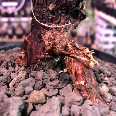 mestoklema   tuberosum《M  size》※今後当面輸入厳しい希少南アフリカ物‼︎表皮メクれ、エグれヤバき男前っぷり半端なき朽ちくwild株‼︎※mad black pot植え
