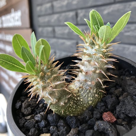pachypodium densicaule ｗ-he'd恵比寿大黒《M size》※littmon seed🌱※恵比寿大黒らしからぬ双頭株のかわいい一株※mad black bowl pot植え