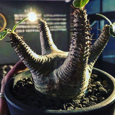 packypodium  makayense《M size》
