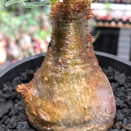 pachypodium gracilius《大きめS size》※現地球株発根済※激希少green＆red2色持ちに現地焼けも相まったサイズ感以上の存在感※black bowl pot植え
