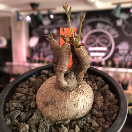 euphorbia subapoda《M size》※大変人気なユーフォルビア‼︎ススをまとった様なmad感な肌質と拘りの樹形&枝数4本と多き良株※mad  black pot植え